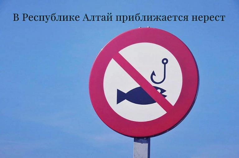 Росрыболовство: В Республике Алтай приближается нерестовый запрет