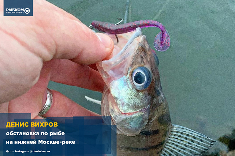 Денис Вихров: Обстановка по рыбе на нижней Москве-реке