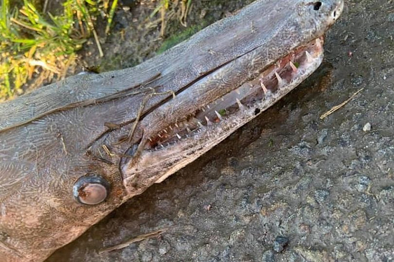В Англии на дороге нашли рыбу-крокодила