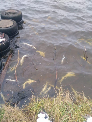 В Москве-реке обнаружили более 50 мертвых краснокнижных осетровых рыб