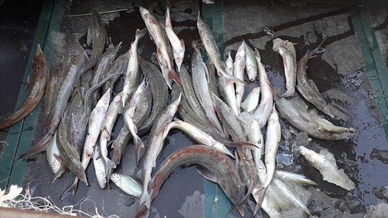 Два жителя Тюменской области заплатят 5,6 млн рублей за рыбалку