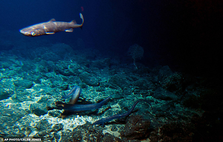 Ученые обнаружили глубоководных рыб, которые поглощают свет и становятся невидимыми
