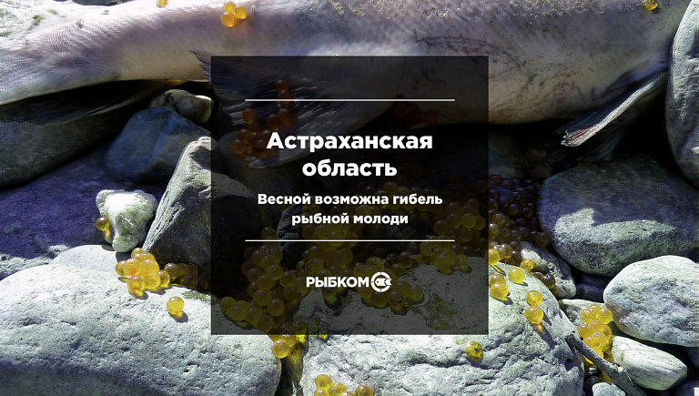В Астраханской области возможна гибель молоди рыб из-за повторения паводка 2019-го года