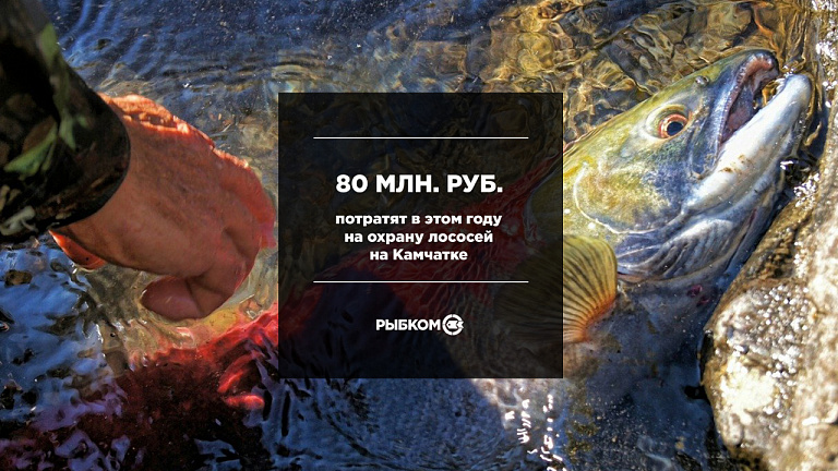 На Камчатке на охрану лососей потратят в этом году 80 млн руб.