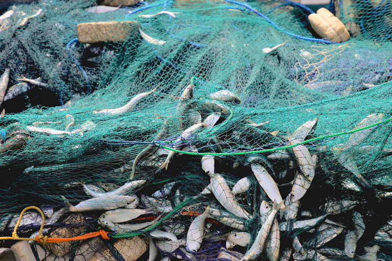 Волгоградские полицейские в июне "поймали" более 100 тонн рыбы
