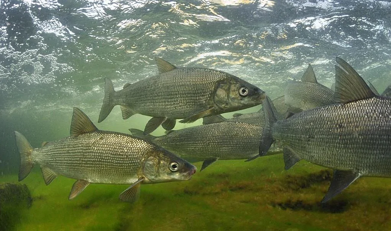 Водоем в Московской области зарыбили сиговыми видами рыб