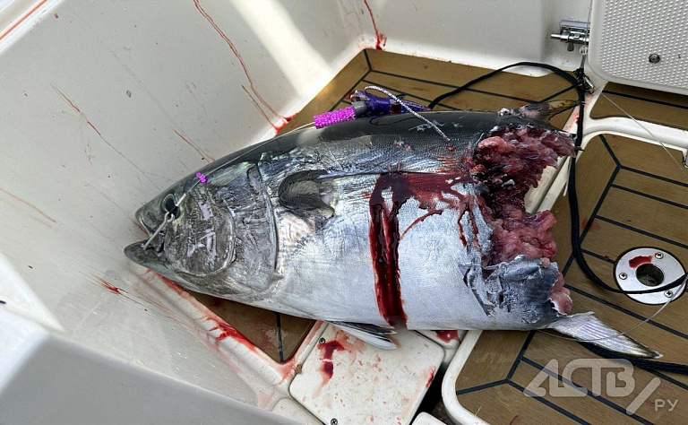 Как у Хемингуэя... На Сахалине акула оторвала половину тунца, которого тащили рыбаки