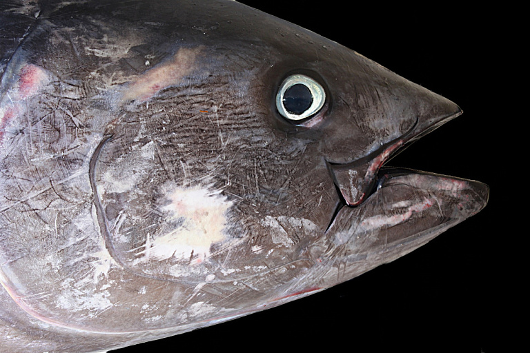 Ученые объяснили появление гигантского тунца у берегов Сахалина