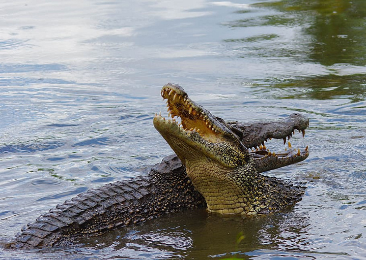 В Австралии пропавшего рыболова нашли в желудке крокодила