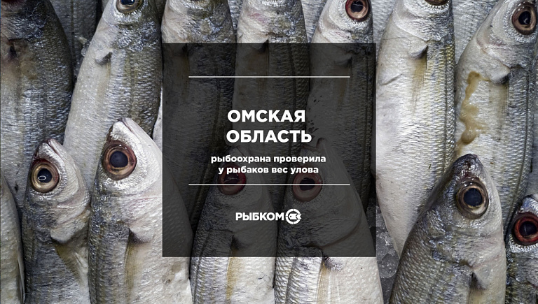 В Омской области рыбнадзор взвешивает уловы рыбаков