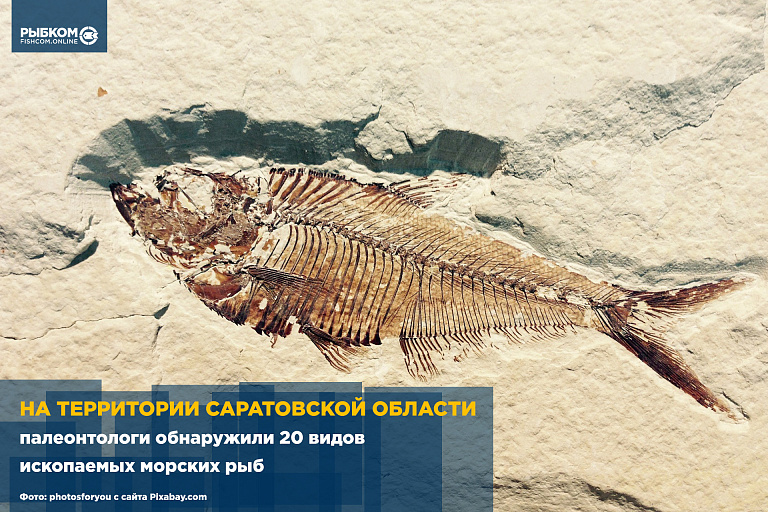 Палеонтологи обнаружили 20 видов ископаемых морских рыб на территории Саратовской области