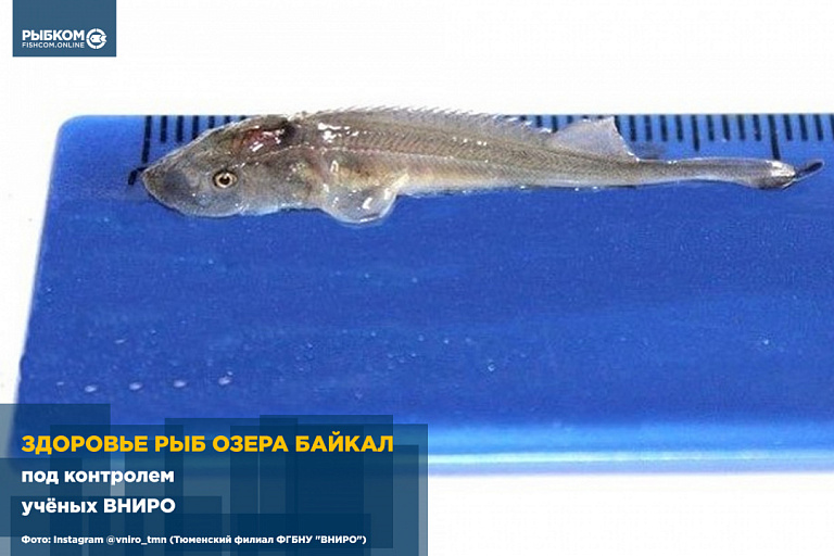 Здоровье рыб озера Байкал под контролем учёных ВНИРО