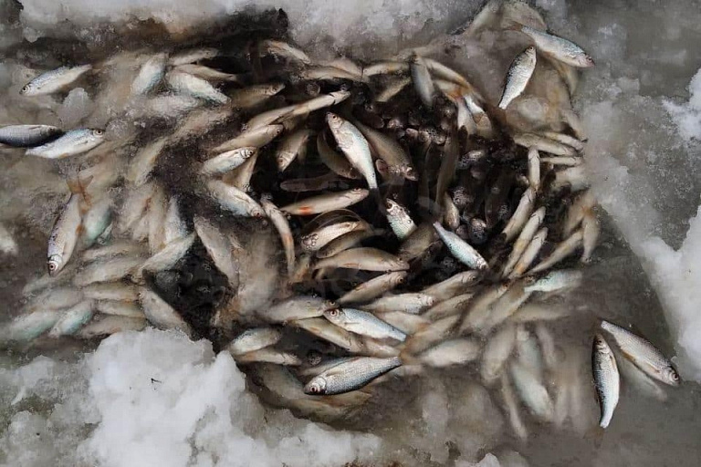 В московской области рыбаков призывают бурить больше лунок