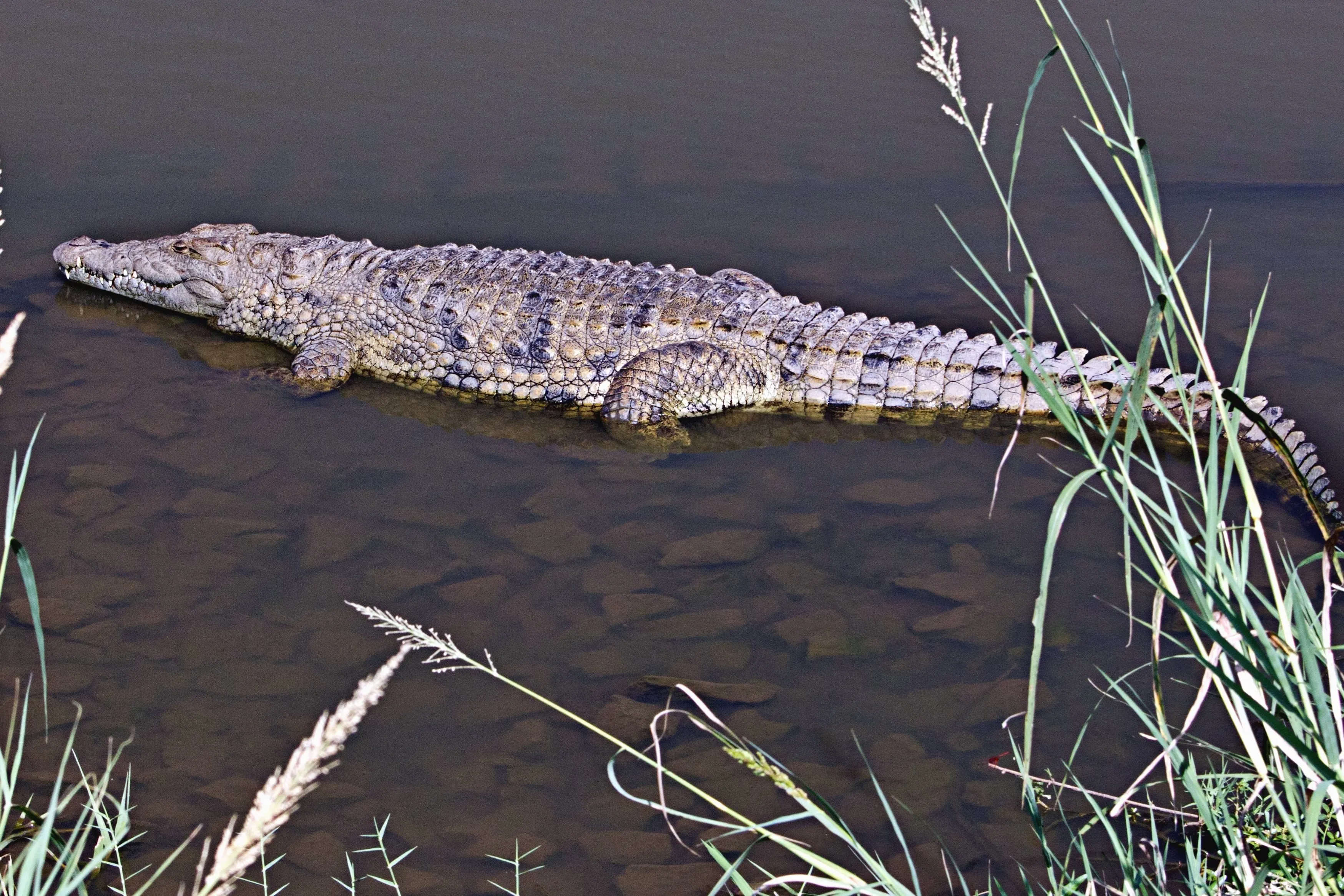  Снасть крокодил для рыбалки с берега 