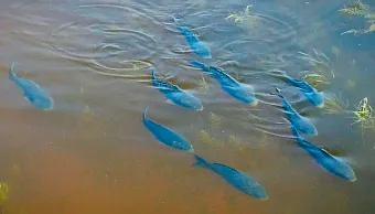 Половодье в Омской области привело рыбу нереститься рыбу в затопленные поля