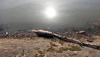 Сточные воды или химикаты: Что погубило рыбу в реке Страдаловка?