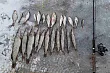 Рыбаков со спиннингами, крючками для багрения и незаконным уловом на 16 кг поймали под Липецком