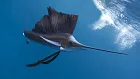 У Курильских островов выловлен редчайший тропический парусник