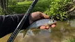 Какая рыба водится в малых реках и ручьях Центральной России