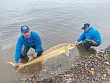Состояние рыб осетровых пород в Якутии изучают специалисты
